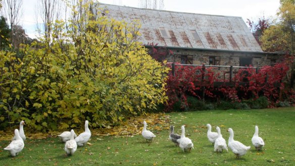 Wander around Lavandula lavender farm and say hello to horses, llamas and free-ranging geese.