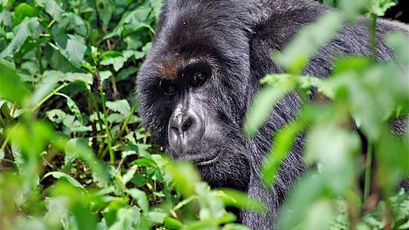 A silverback gorilla in Rwanda.
