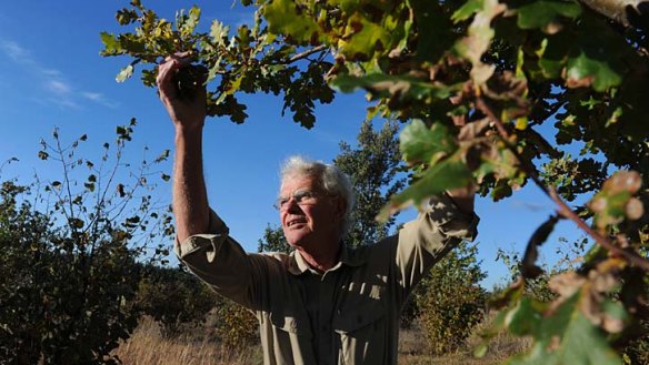 Puzzled: Wayne Haslam in his orchard. He harvested only seven kilograms of truffles last year.