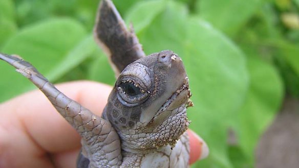 The turtle's tale: an epic struggle made harder by man