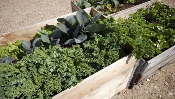 Hardy crop: Kale is quite easy to grow during the cool autumn and winter months.