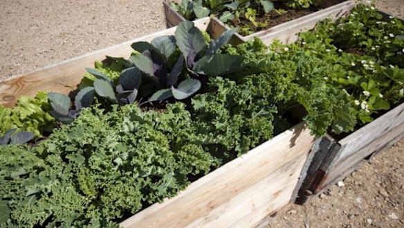 Hardy crop: Kale is quite easy to grow during the cool autumn and winter months.