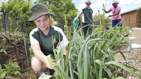 Team effort ... Ashling Donnelly, 12,  Bradan Schofield, 12,  and Carol Edwards tend to crops at Farrer Primary School.