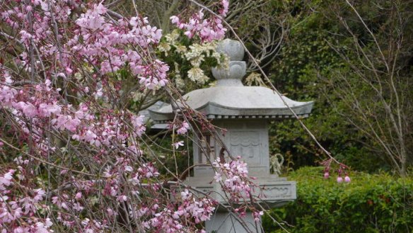 In bloom: Melbourne Zoo's Japanese garden.