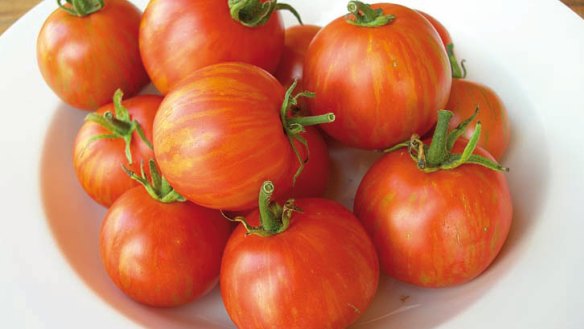 Prolific and easy to grow ... the heirloom Tomato Tigerella.