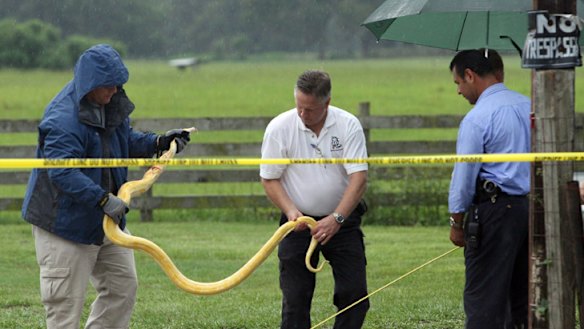 Parents found guilty after hungry python kills toddler