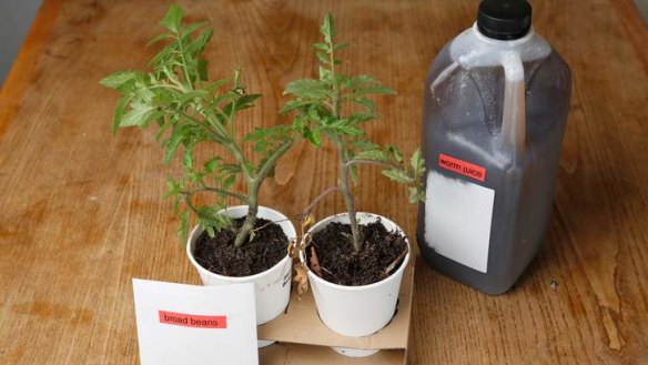Tomato seedlings and worm juice make great gifts for family members or friends who love to garden.