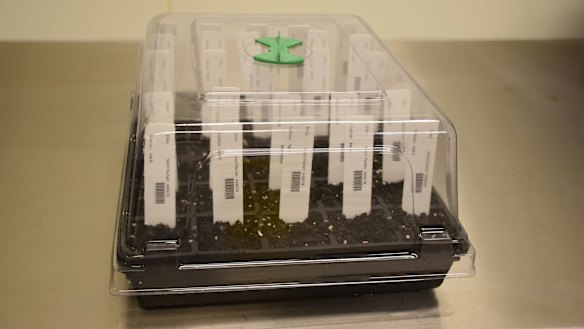 The first round of medicinal cannabis samples