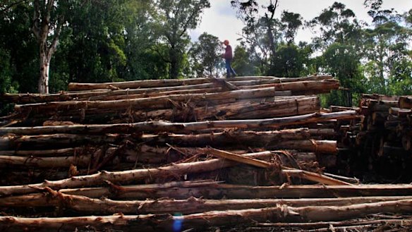 Time to fell obstacles to tracing wood products