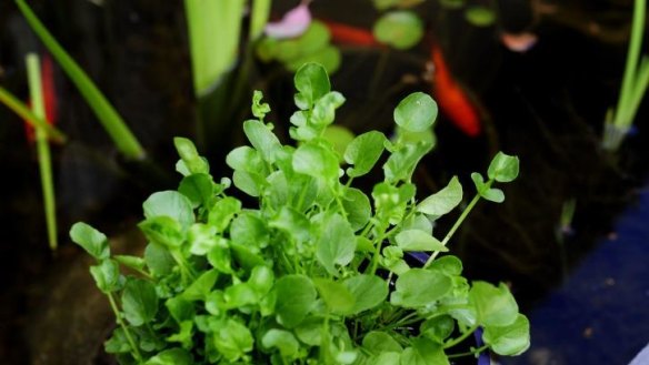 Anna Roberts' watercress, which she has grown from seed.