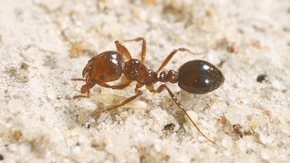 The secret life of ants and their toilet habits