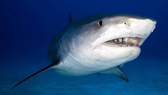 The WA cull will target sharks 3m and larger.