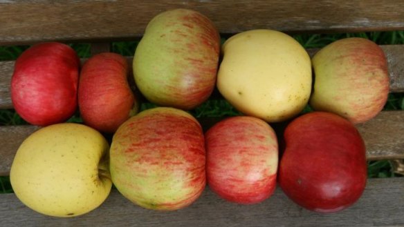 Owen Pidgeon's apples of distinction: Back Row: Bonza, Blenheim Orange, Bramley, New Gold, Belle de Boskoop; front Row: Mutzu, Twenty Ounce, Rome Beauty, Ida Red.