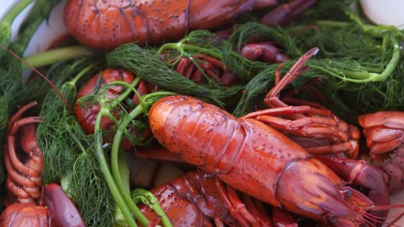 Marron boiled with fennel fronds.