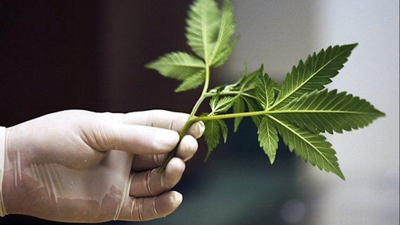 Perth-based medicinal marijuana company Phytotech Medical is on the rise.