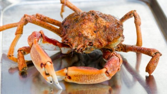 Snow crab will likely be an ingredient in Redzepi's Sydney kitchen mix. 