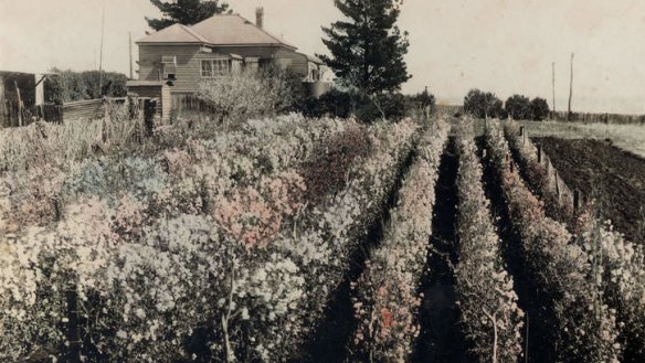 Seed raising: A hand-tinted photo of sweet peas in the 1930s grown by Len Erbacher.