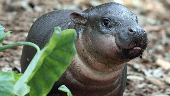 Pygmy hippo calf Kambiri   at Taronga Zoo.