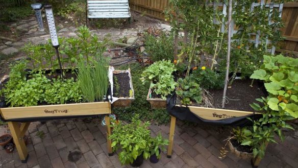 The "VegTrug", a good height for backyard gardening.