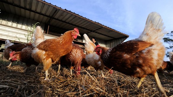 Both consumers and businesses have long been unsure about what "free range" means.