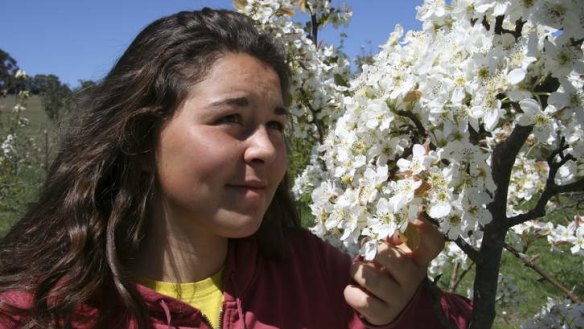 French intern Marie Roqueta inspects blossoms of pear at Loriendale.