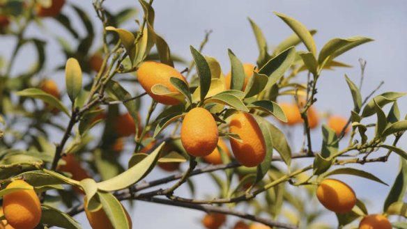 Cumquats make the finest marmalades.