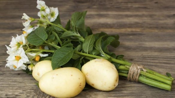 Potatoes are nutritious and have been a valuable food source for thousands of years.