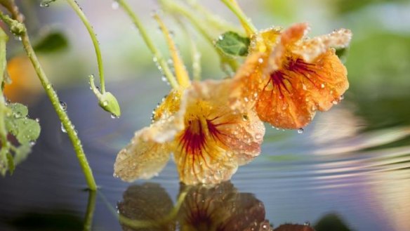 Nasturtiums can help whet the appetite with summer salads.