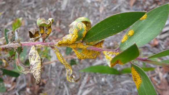 Myrtle rust spores attacking a paperbark species.