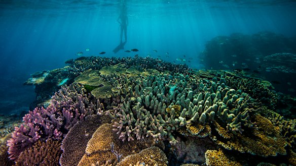 Federal government funding to improve reef water quality has declined, figures show.