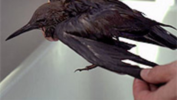 A Common Noddy found in oil near the Montara Oil Well.