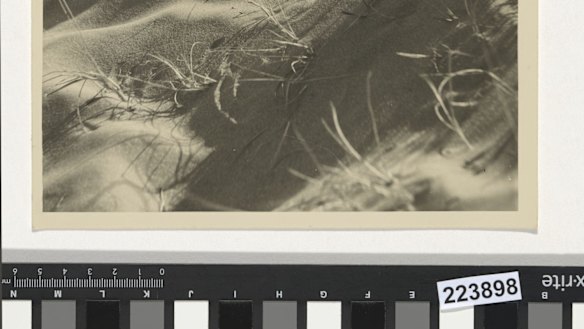 Untitled (sand and spinifex), by Olive Cotton, c.1935
gelatin silver photograph
National Gallery of Australia, Canberra
 Purchased 2012