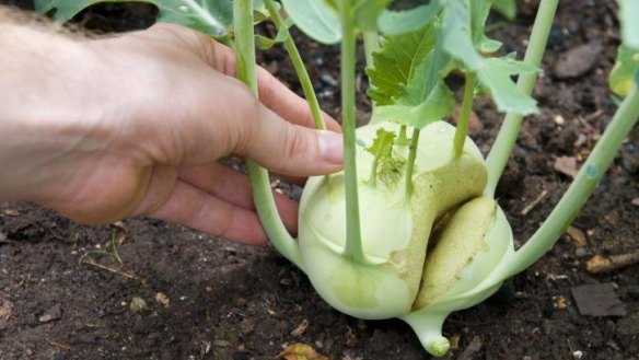 Easy to grow: Kohlrabi can endure dry conditions.