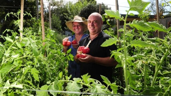 Scott Burns and Dean Bilbee, of Narrabundah, in their Donkey Balls tomato grove with just harvested  tomatoes.