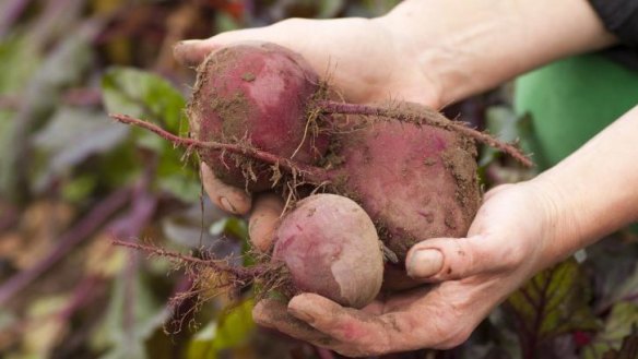 Succulent: Tinned beetroot, or these?