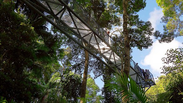 Natural high . . . narrow metal bridges take visitors through hectares of rainforest canopy.