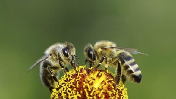 Perfect partners: Bees are by far the most important of all insect pollinators.
