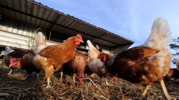 When is a free-range egg really free-range?