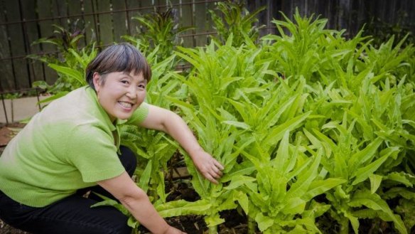 Sharing: Ling Chen harvesting asparagus lettuce in her kitchen garden.