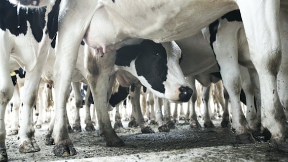 World milk prices have hit a six-year low.