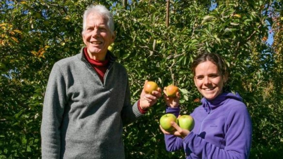Peter Dobinson and Emma Bonell-Balp pick ripe Granny Smith apples at Loriendale orchard.