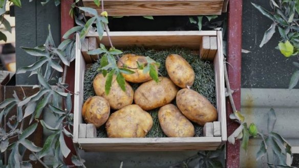 If you do not have your own potato supplies, then the Capital Region Farmers Market is an excellent option for local supplies.