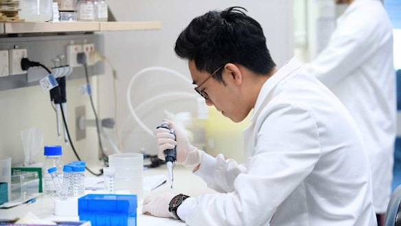 A scientist works in a lab at the Victor Chang Cardiac Research Institute in Sydney.