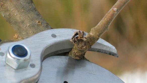 Pruning: Correct timing and method will bear fruit.