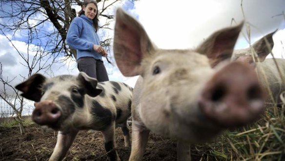 Clean and green ... Free-range pig farmer Claire Johnson, who farms pigs at Murringo with her husband, Sam Johnson.