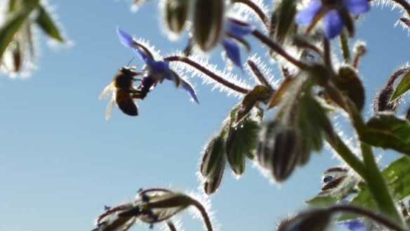 Success! Despite being on the 13th floor of an inner-city apartment building, Indira Naidoo's borage flowers proved irrestible to this bee.