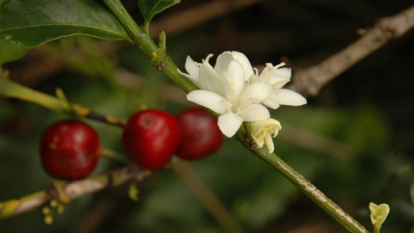 Coffee cherries are the fruit of the coffee shrub.