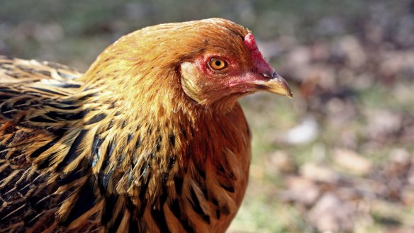 Rhode Island red and white hens are ideal for the ACT region. 