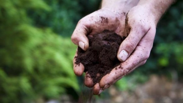 Using coffee grounds as garden compost. 