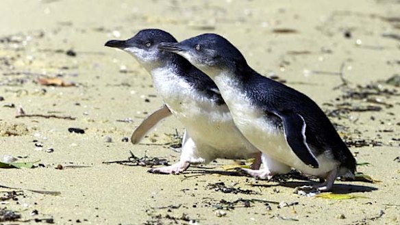 Fairy Penguins.